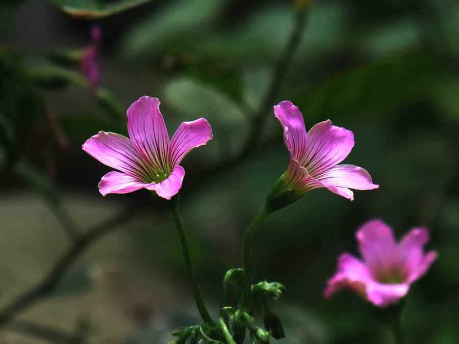踏青带回小野花——炸酱草168 / 作者:山野图夫 / 帖子ID:65831
