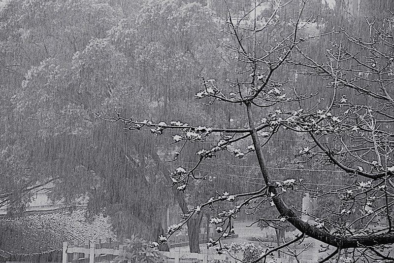雨中的木棉花990 / 作者:瑶乡看兰 / 帖子ID:65845