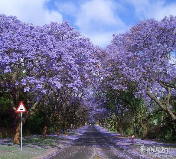 与你穿过世间最美的树隧道38 / 作者:遗忘の街角 / 帖子ID:65921