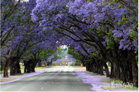 与你穿过世间最美的树隧道464 / 作者:遗忘の街角 / 帖子ID:65921