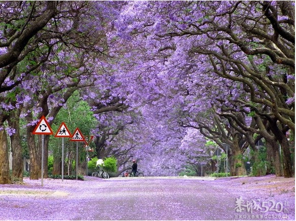 与你穿过世间最美的树隧道428 / 作者:遗忘の街角 / 帖子ID:65921