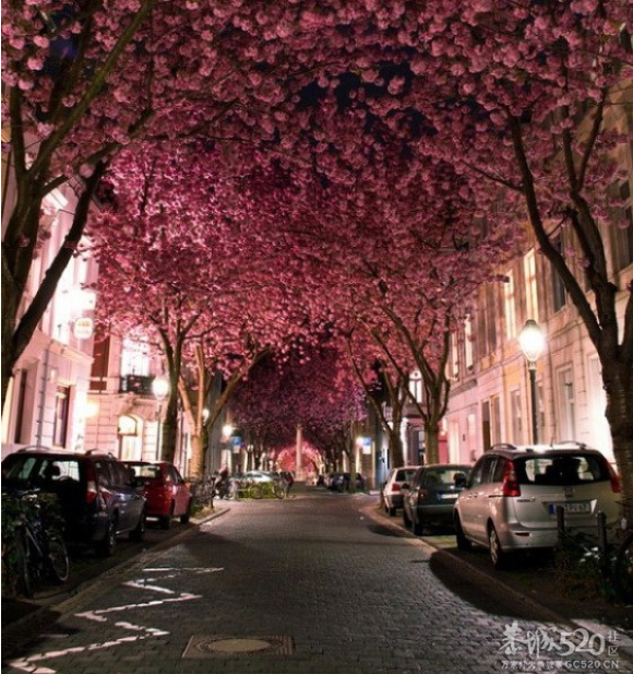 与你穿过世间最美的树隧道846 / 作者:遗忘の街角 / 帖子ID:65921