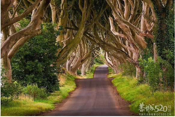 与你穿过世间最美的树隧道433 / 作者:遗忘の街角 / 帖子ID:65921