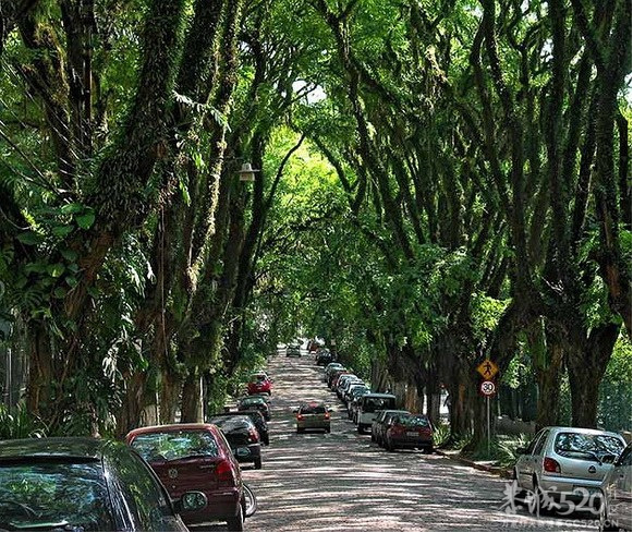 与你穿过世间最美的树隧道92 / 作者:遗忘の街角 / 帖子ID:65921