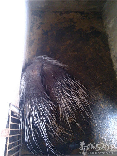 家里出售海狸鼠、豪猪和竹鼠387 / 作者:天天天蓝蓝 / 帖子ID:66679