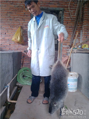 家里出售海狸鼠、豪猪和竹鼠654 / 作者:天天天蓝蓝 / 帖子ID:66679