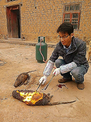家里出售海狸鼠、豪猪和竹鼠882 / 作者:天天天蓝蓝 / 帖子ID:66679