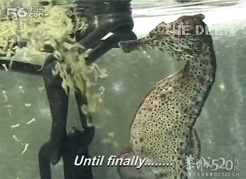 海马爸爸生孩子263 / 作者:火星娃崽 / 帖子ID:66871