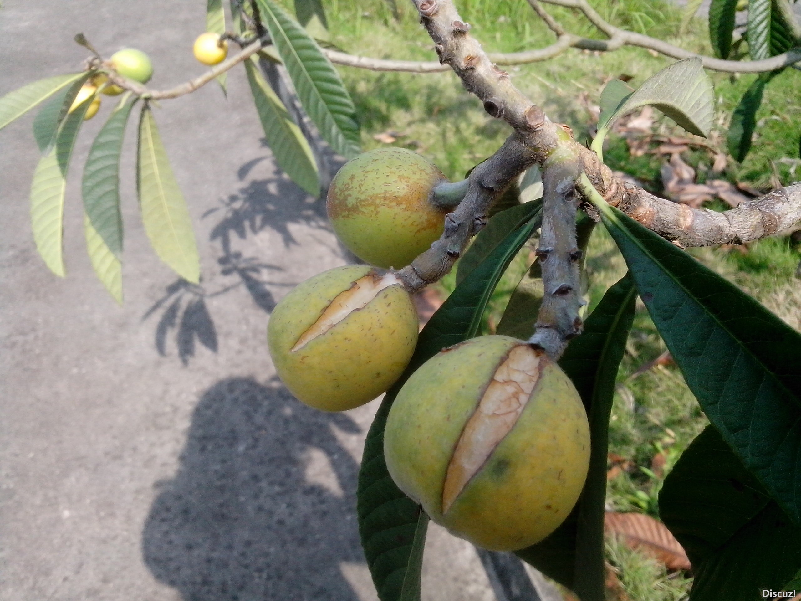 还没成熟透，就咧开嘴巴笑了55 / 作者:键盘上的音符 / 帖子ID:67023