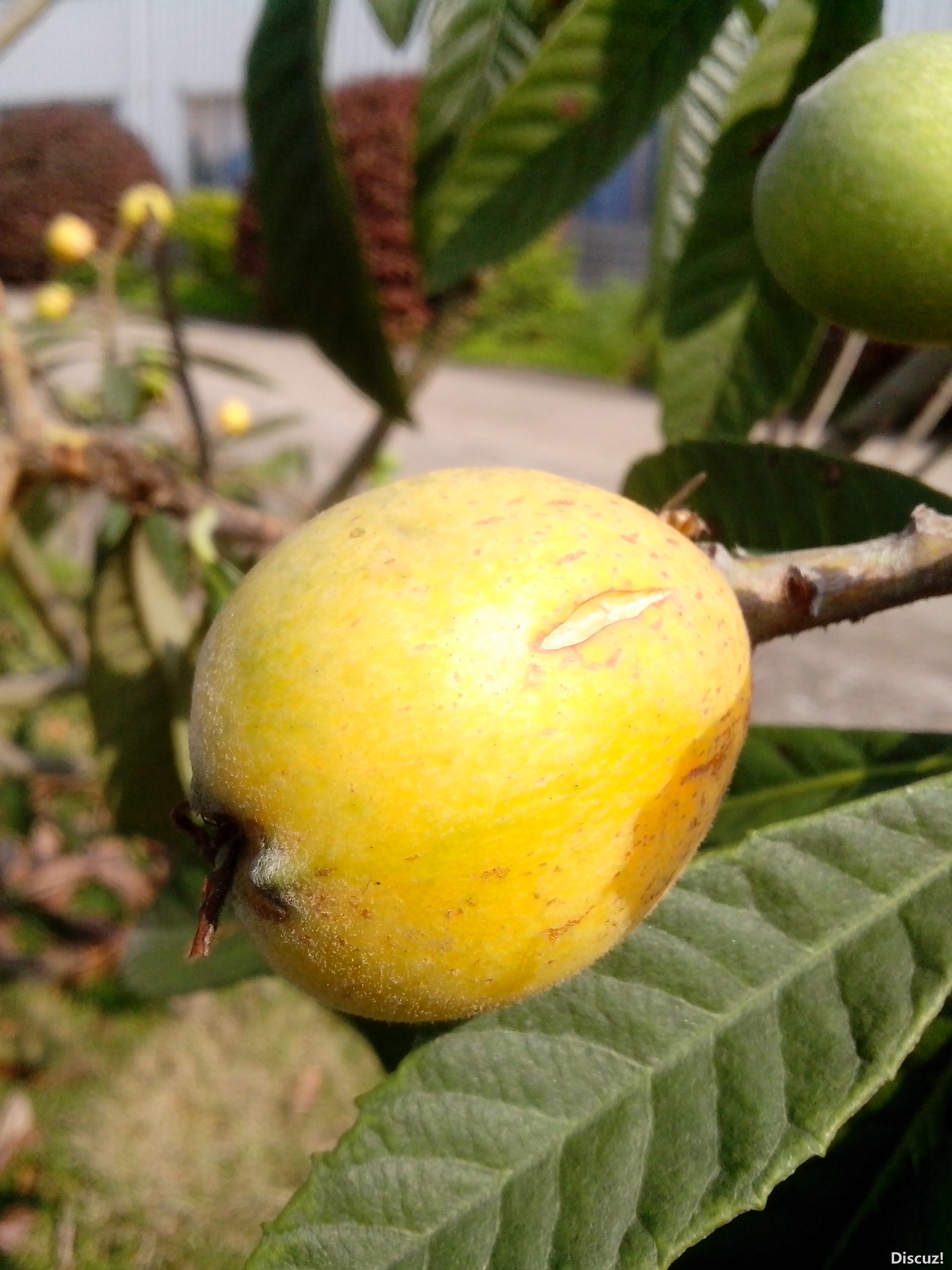 还没成熟透，就咧开嘴巴笑了329 / 作者:键盘上的音符 / 帖子ID:67023