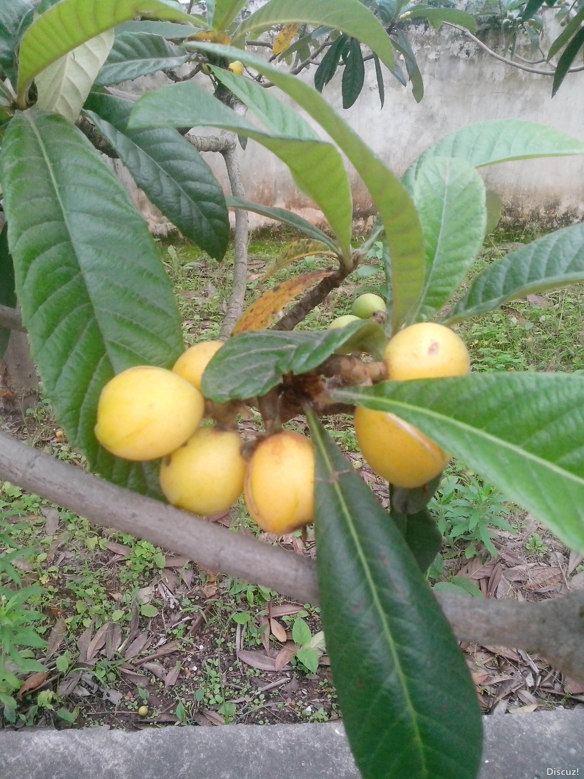 还没成熟透，就咧开嘴巴笑了654 / 作者:键盘上的音符 / 帖子ID:67023