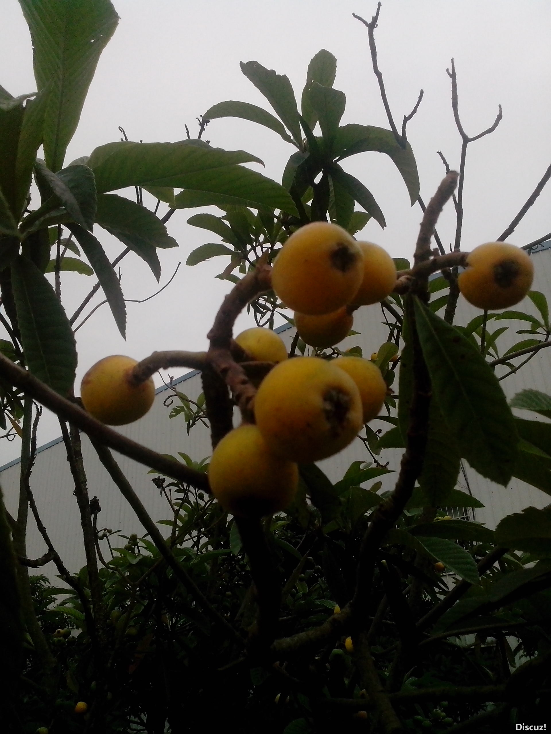 还没成熟透，就咧开嘴巴笑了116 / 作者:键盘上的音符 / 帖子ID:67023