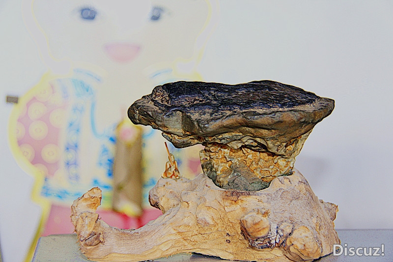 玩石1916 / 作者:瑶乡看兰 / 帖子ID:67119