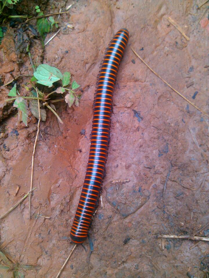 谁认识这是什么虫啊86 / 作者:晴天看雨 / 帖子ID:67156