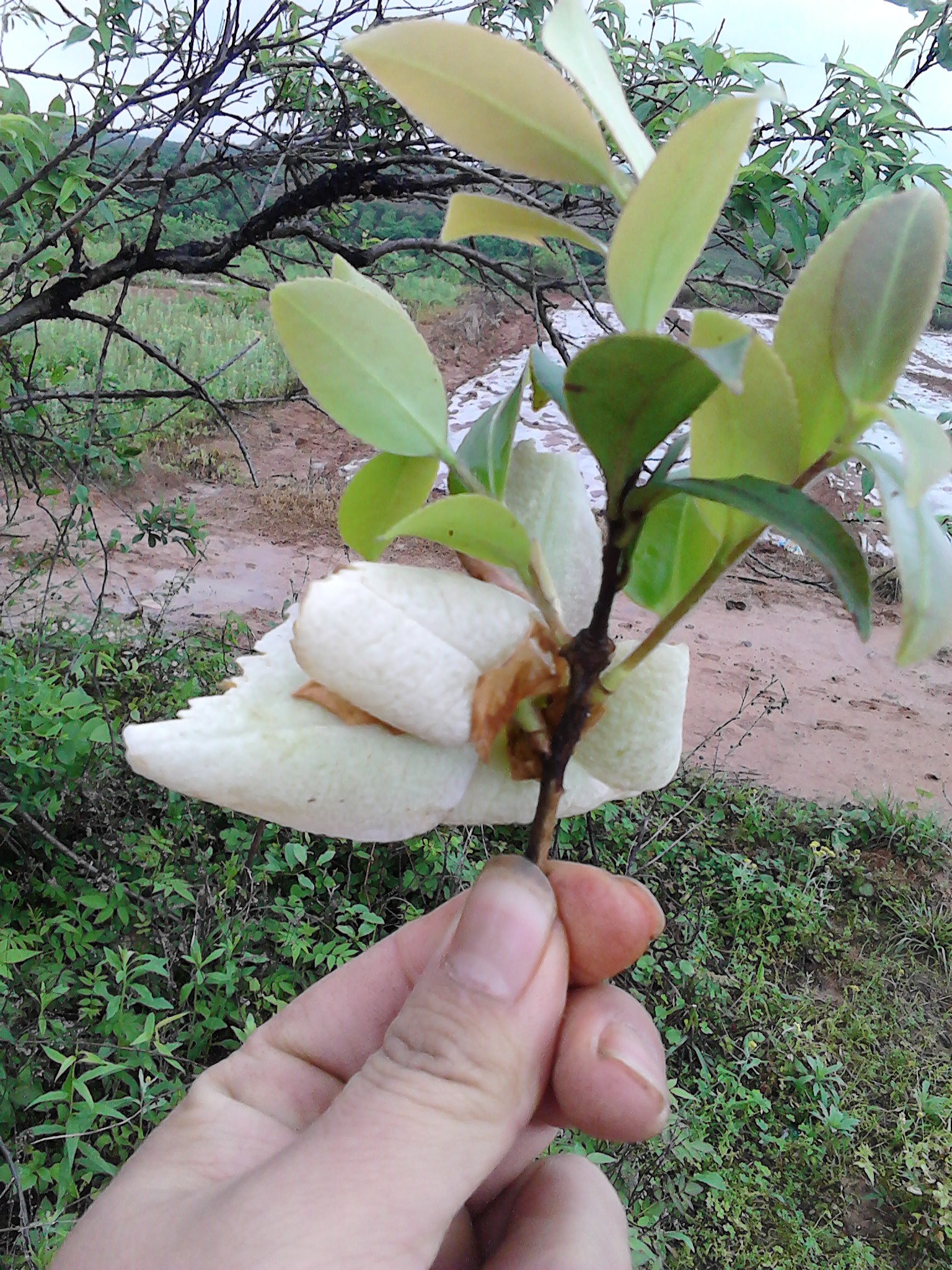 看看你有多久没见过这个了878 / 作者:晴天看雨 / 帖子ID:67157