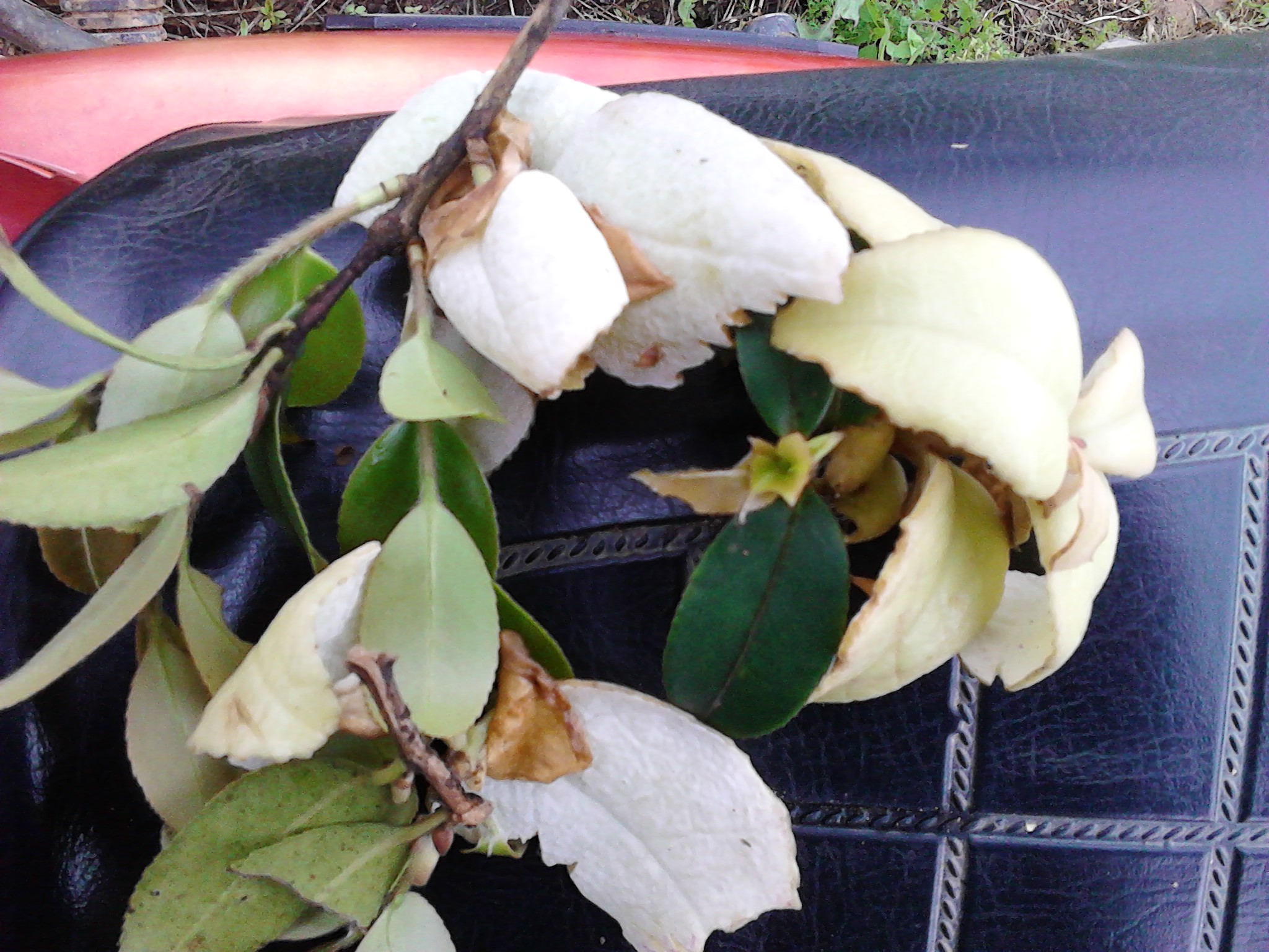 看看你有多久没见过这个了626 / 作者:晴天看雨 / 帖子ID:67157