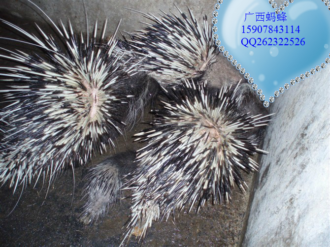 豪猪种苗出售15907843114119 / 作者:恭城蚂蜂 / 帖子ID:67205