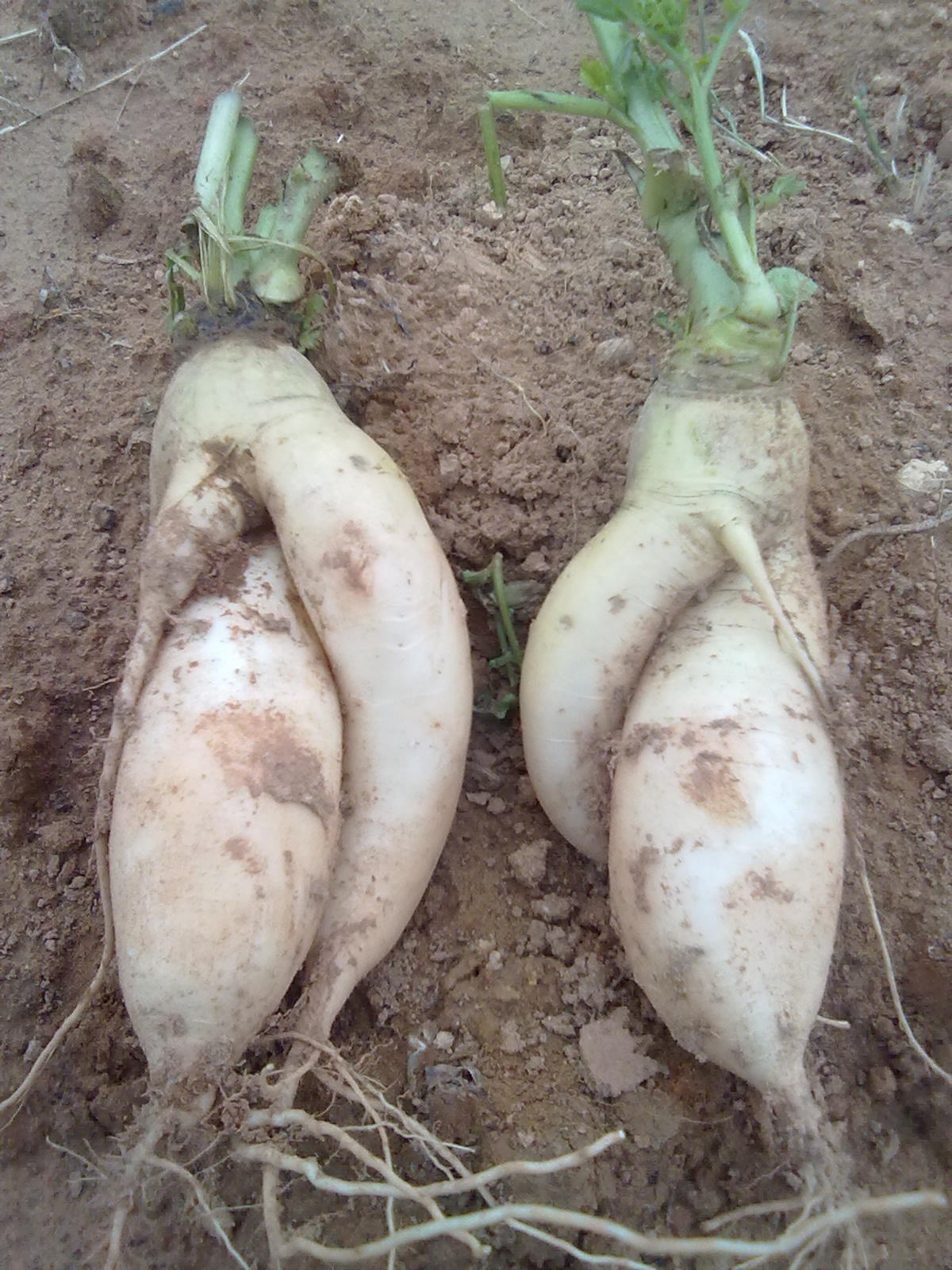 嘿嘿，萝卜173 / 作者:极速6688 / 帖子ID:67277