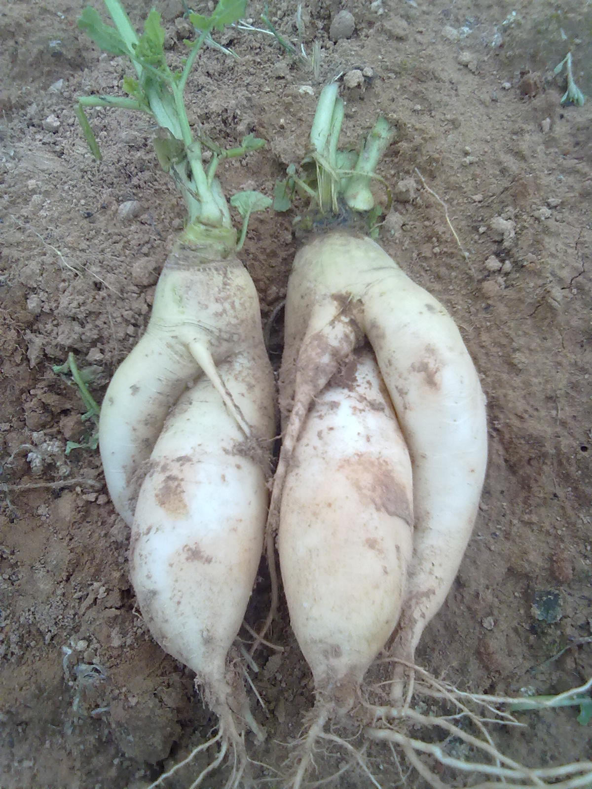 嘿嘿，萝卜817 / 作者:极速6688 / 帖子ID:67277