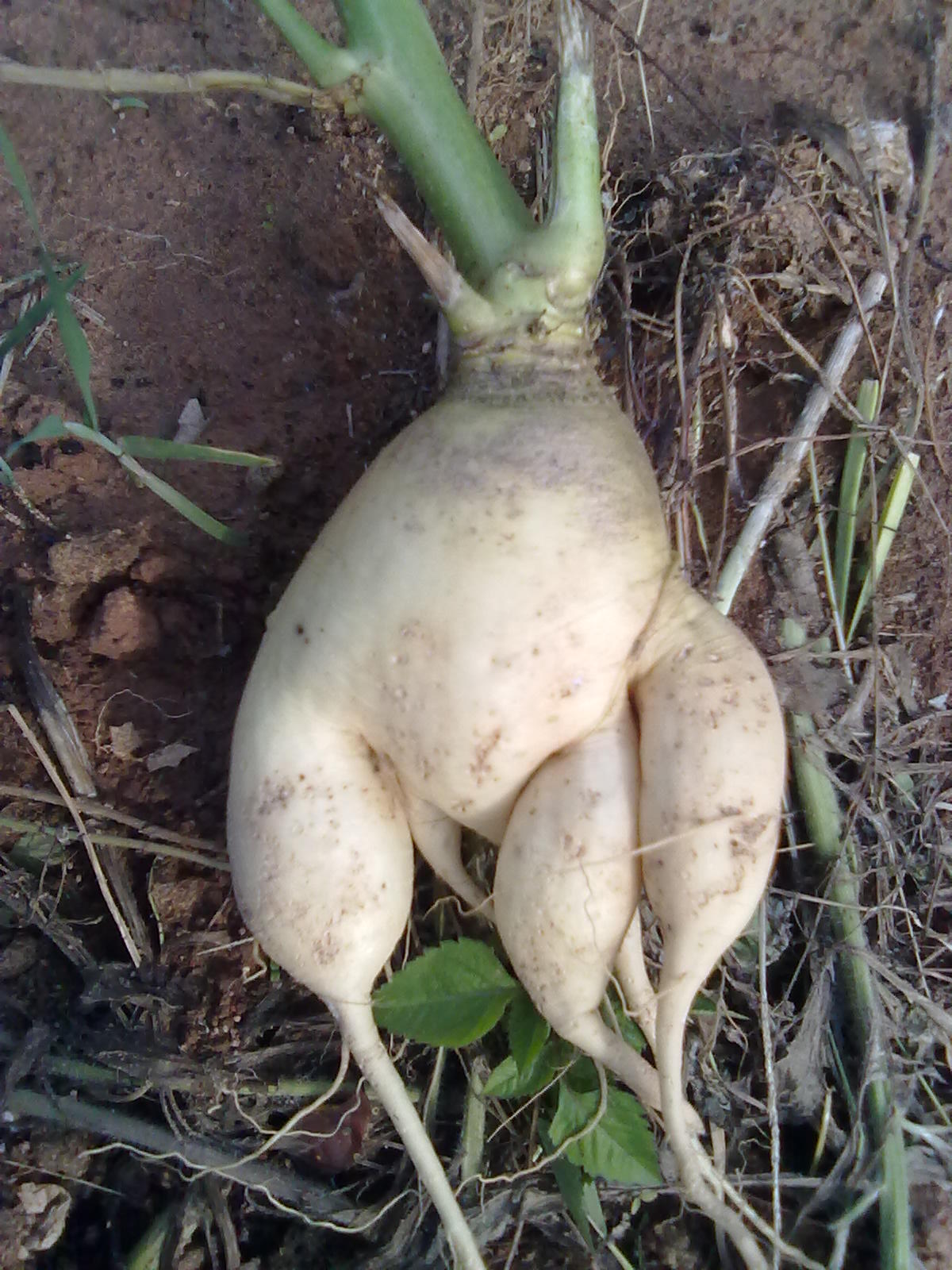 嘿嘿，萝卜211 / 作者:极速6688 / 帖子ID:67277