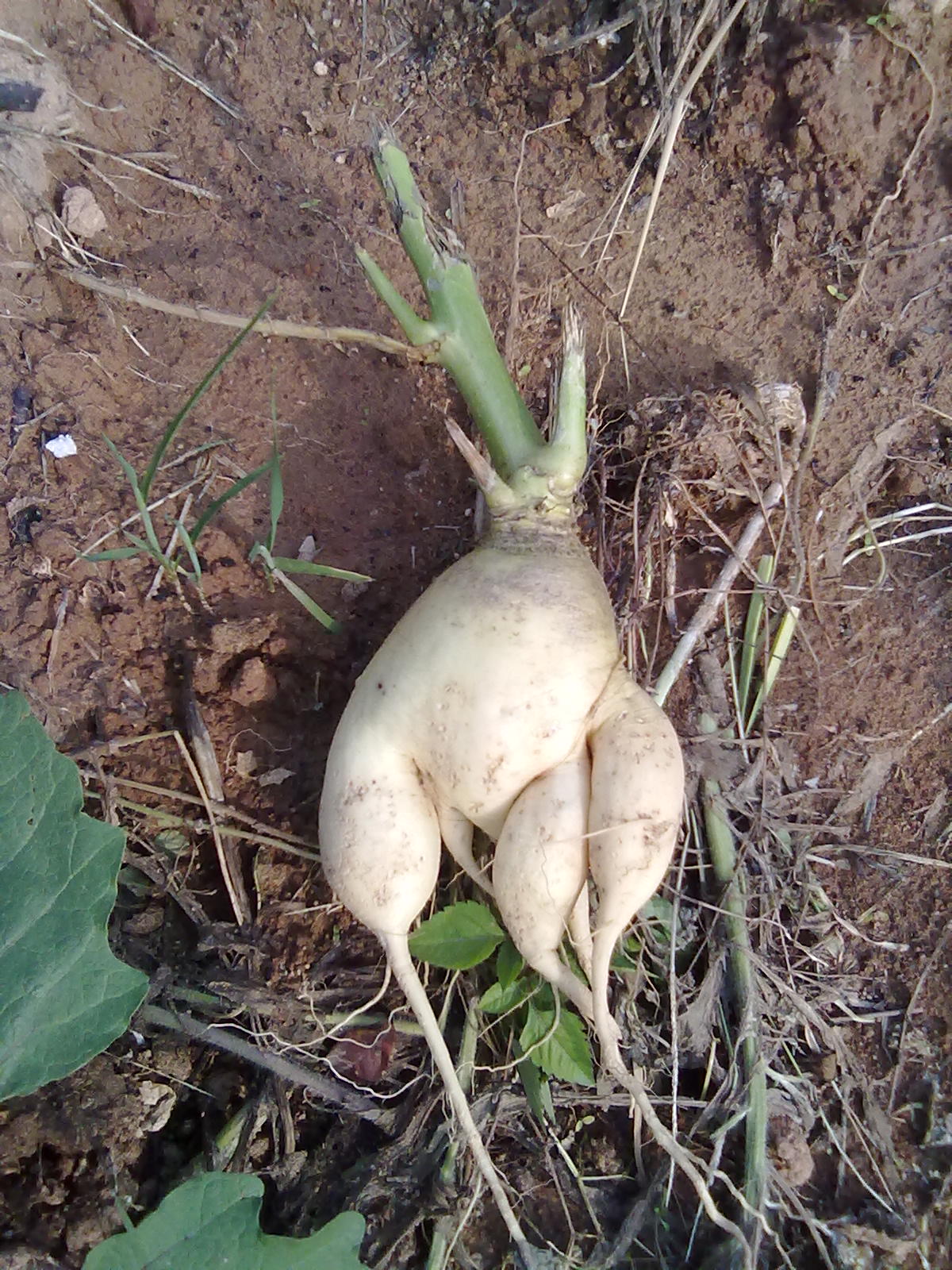 嘿嘿，萝卜690 / 作者:极速6688 / 帖子ID:67277