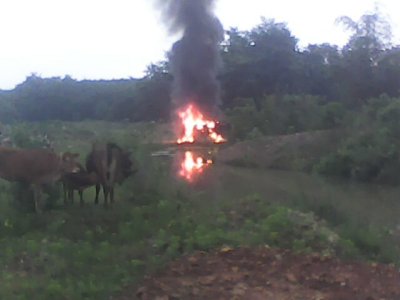 今日早上在六岭村抓到一伙偷牛贼618 / 作者:晴天看雨 / 帖子ID:67364