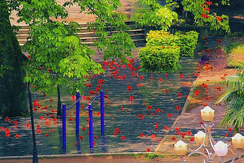 花落满地54 / 作者:瑶乡看兰 / 帖子ID:67702