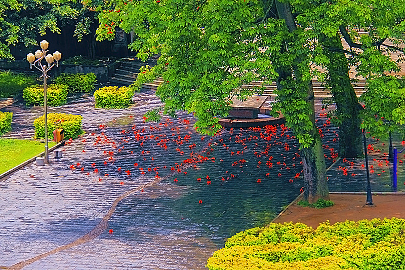 花落满地733 / 作者:瑶乡看兰 / 帖子ID:67702