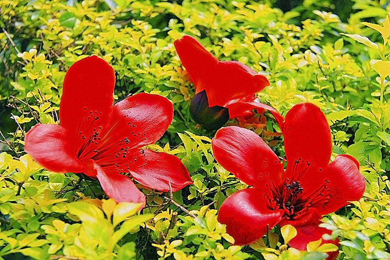 花落满地942 / 作者:瑶乡看兰 / 帖子ID:67702