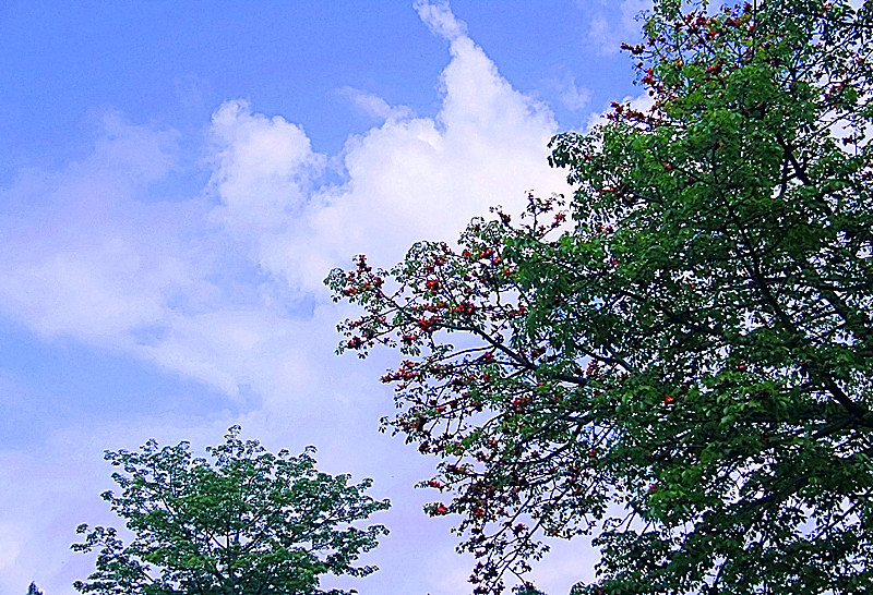 在发点上来给大家观赏一下  [木棉花]274 / 作者:瑶乡看兰 / 帖子ID:67729