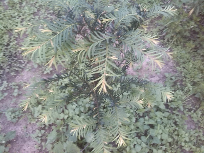 红豆杉 喜迎第二春221 / 作者:烟火的暧昧 / 帖子ID:67866