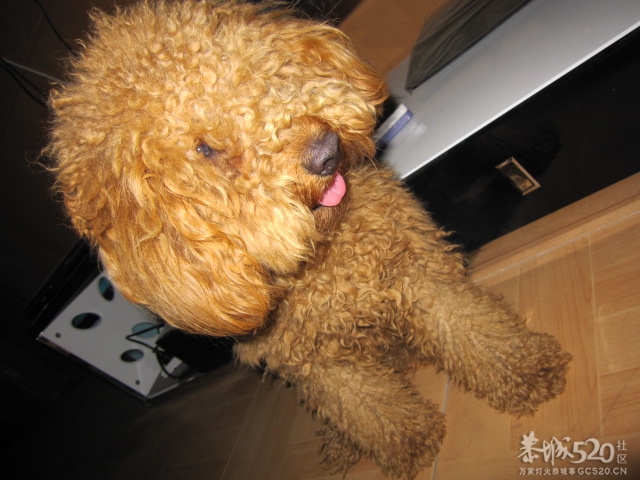 找不到女朋友就是这个下场461 / 作者:北辰 / 帖子ID:67933