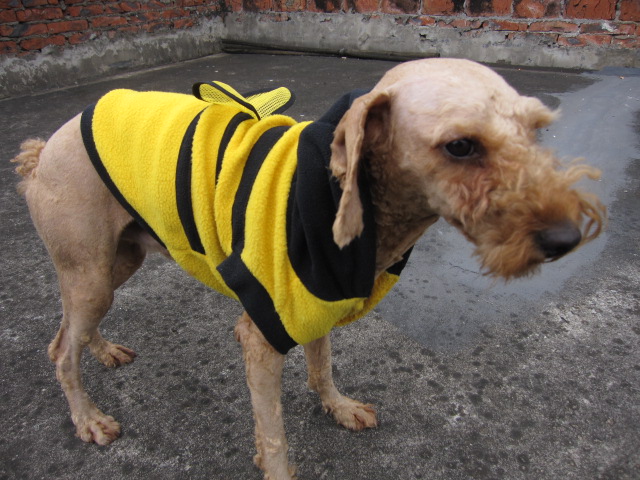 找不到女朋友就是这个下场655 / 作者:北辰 / 帖子ID:67933