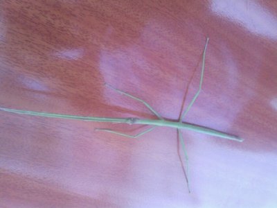 那个知道这个是什么虫364 / 作者:My╰坏_坏_飨_変 / 帖子ID:68029