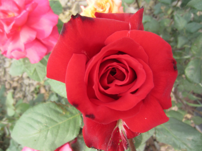 又是一年520，2013359 / 作者:红石蓝 / 帖子ID:68138