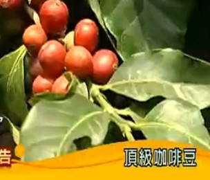 传说中的咖啡豆222 / 作者:乐乐 / 帖子ID:68365