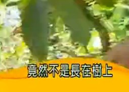 传说中的咖啡豆264 / 作者:乐乐 / 帖子ID:68365