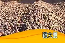 传说中的咖啡豆320 / 作者:乐乐 / 帖子ID:68365