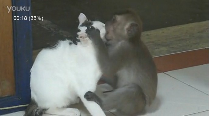 猴哥和猫妖的爱情故事903 / 作者:结局、丆過如此 / 帖子ID:68379