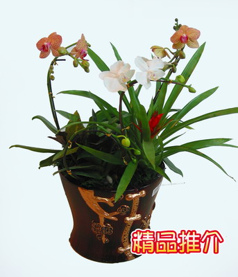 那些花儿88 / 作者:←￠华◥眚☆ / 帖子ID:68706