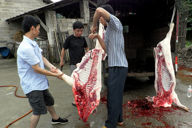 恭城美食群杀猪活动精彩景集！精彩照片加载中！！44楼更精彩！！994 / 作者:柚子壳※ / 帖子ID:69911