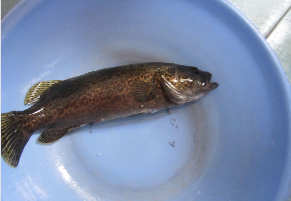 好大的一条桂鱼啊~~昨天滨江苑浮桥夜钓收获543 / 作者:大卷哥 / 帖子ID:91473