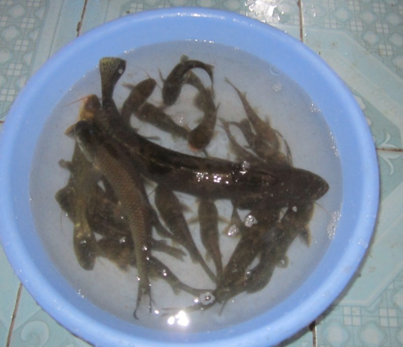 好大的一条桂鱼啊~~昨天滨江苑浮桥夜钓收获32 / 作者:大卷哥 / 帖子ID:91473