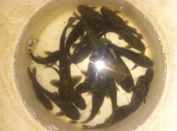 好多黄蜂鱼钓,个把小时得了斤把！754 / 作者:穷人 / 帖子ID:91506