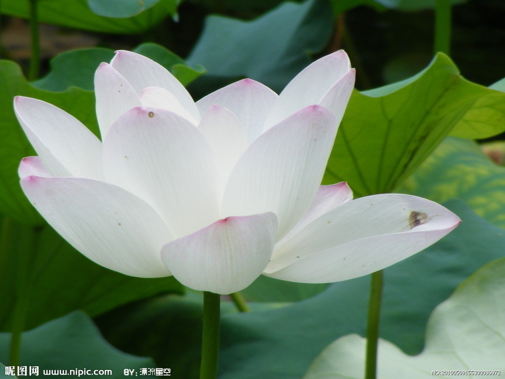 我家有这种花989 / 作者:瑜珈 / 帖子ID:91621