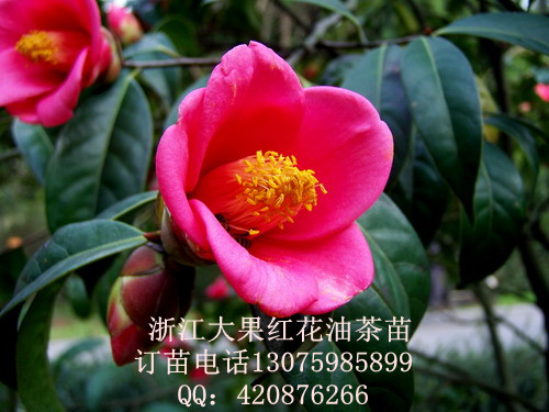 巨型果红花油茶树苗，超大果红花油茶树苗，2013年发展的好品种，大果红花油茶种植技术233 / 作者:2009起点 / 帖子ID:92376