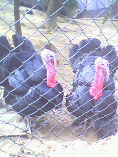 哪个吃过这野味652 / 作者:←￠华◥眚☆ / 帖子ID:61572