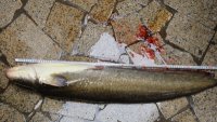 野钓、夜钓的苦与乐715 / 作者:愤怒的钞票 / 帖子ID:93408