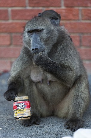 【今日吐槽8.7】狒狒盗窃团VS大师兄431 / 作者:结局、丆過如此 / 帖子ID:94012