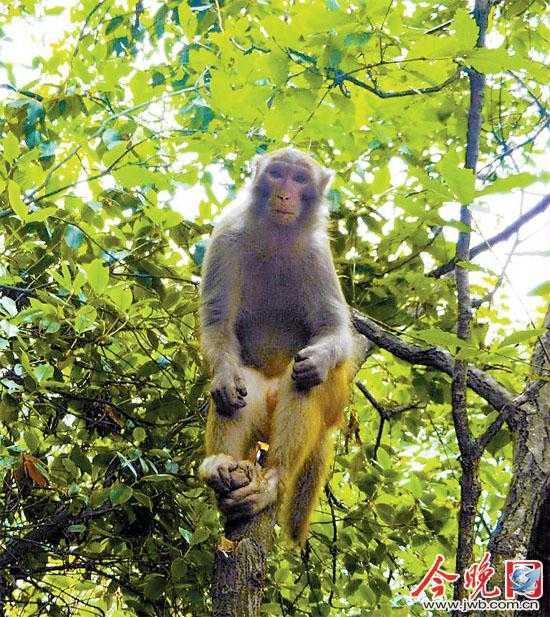 【今日吐槽8.7】狒狒盗窃团VS大师兄761 / 作者:结局、丆過如此 / 帖子ID:94012
